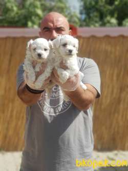 MALTESE TERRİER YAVRULAR 3