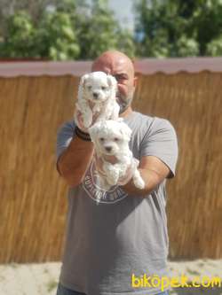 MALTESE TERRİER YAVRULAR 5