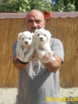 MALTESE TERRİER YAVRULAR 1