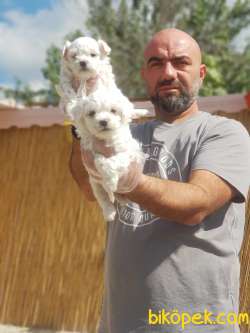 MALTESE TERRİER YAVRULAR 2