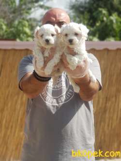 MALTESE TERRİER YAVRULAR 4