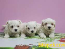MALTESE TERRİER YAVRULAR 3