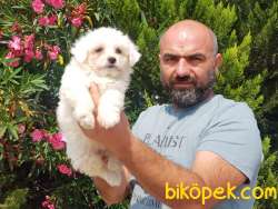 MALTESE TERRİER YAVRULAR 1