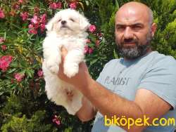 MALTESE TERRİER YAVRULAR 3