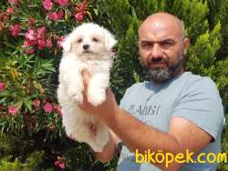 MALTESE TERRİER YAVRULAR 2