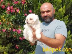MALTESE TERRİER YAVRULAR 4