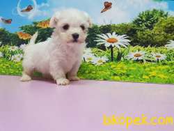 MALTESE TERRİER YAVRULAR 1