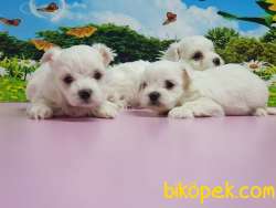 MALTESE TERRİER YAVRULAR 2