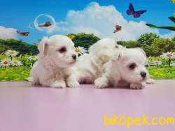 MALTESE TERRİER YAVRULAR 4