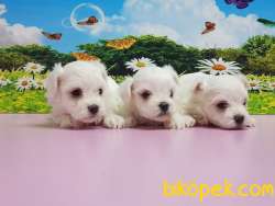MALTESE TERRİER YAVRULAR 3