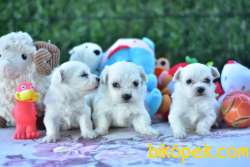 MALTESE TERRİER YAVRULAR 3