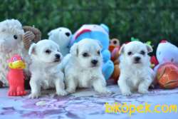 MALTESE TERRİER YAVRULAR 2