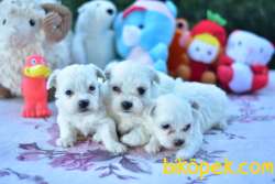 MALTESE TERRİER YAVRULAR 1