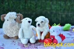 MALTESE TERRİER YAVRULAR 4