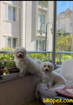 Maltese Terrier Yavrular 3