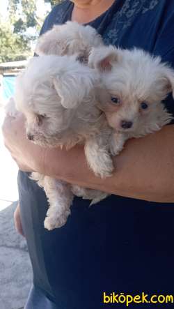 MALTESE TERRIER YAVRULAR 4