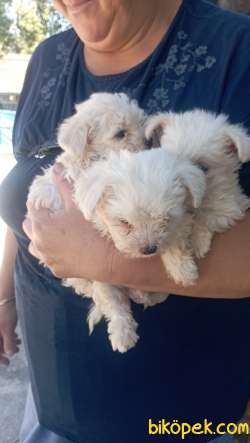 MALTESE TERRIER YAVRULAR 1