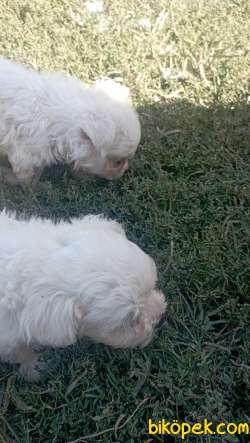 MALTESE TERRIER YAVRULAR 2