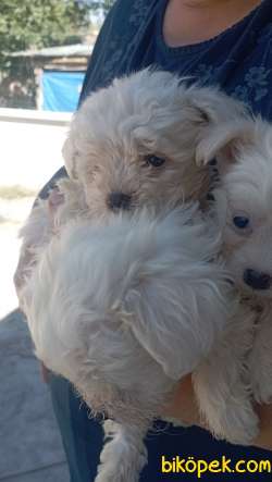 MALTESE TERRIER YAVRULAR 3