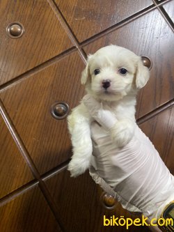 MALTESE TERRIER YAVRULAR SATILIK 3
