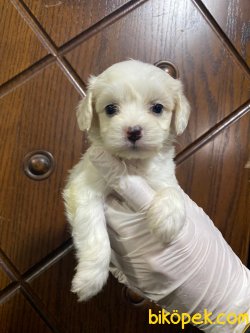 MALTESE TERRIER YAVRULAR SATILIK 2