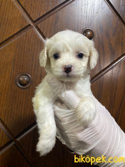 MALTESE TERRIER YAVRULAR SATILIK 1