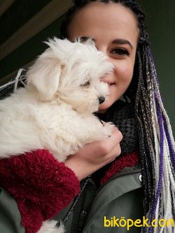 Maltese Terrier Yavruları 2