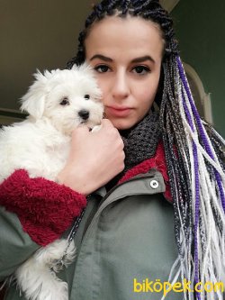 Maltese Terrier Yavruları 3
