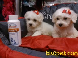 MALTESE TERRIER YAVRULARI 1