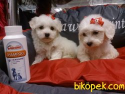 MALTESE TERRIER YAVRULARI 3