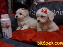 MALTESE TERRIER YAVRULARI 2
