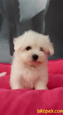 MALTESE TERRIER YAVRULARI 2