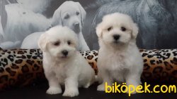 MALTESE TERRIER YAVRULARI 4