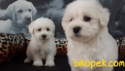 MALTESE TERRIER YAVRULARI 2