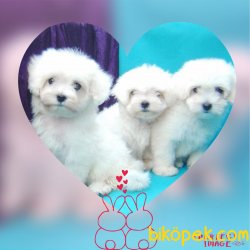 MALTESE TERRİER YAVRULARI 2
