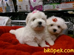 MALTESE TERRIER YAVRULARI 4