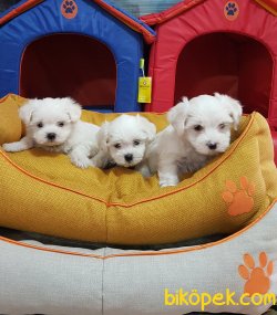 MALTESE TERRİER YAVRULARI 2