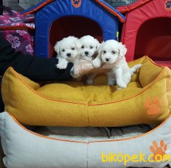 MALTESE TERRİER YAVRULARI 5