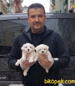Sevi̇mli̇ Maltese Terri̇er Yavruları 1
