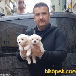 Sevi̇mli̇ Maltese Terri̇er Yavruları 2