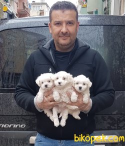 Sevi̇mli̇ Maltese Terri̇er Yavruları 3