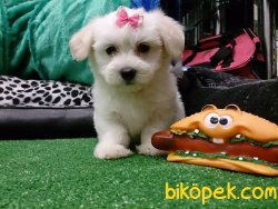 Orjınal Irk MALTESE TERRIER YAVRULARI 5