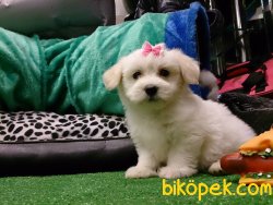 Orjınal Irk MALTESE TERRIER YAVRULARI 1