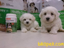 Orjınal Irk MALTESE TERRIER YAVRULARI 4