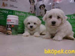 Orjınal Irk MALTESE TERRIER YAVRULARI 2