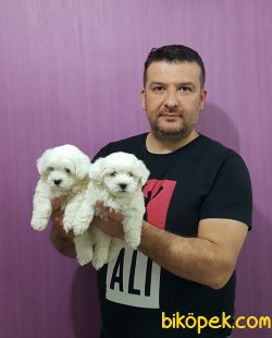 MALTESE TERRİER YAVRULARI 1