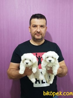 MALTESE TERRİER YAVRULARI 3
