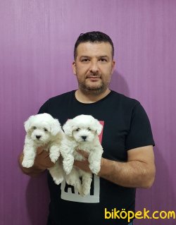 MALTESE TERRİER YAVRULARI 2