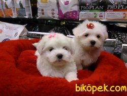 MALTESE TERRIER YAVRULARI 5