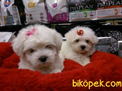 MALTESE TERRIER YAVRULARI 4